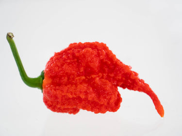 Moruga Trinidad Scorpion Pepper Seeds